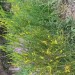 Wand Goldenrod